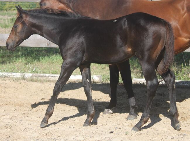 erstklassig gezogener Quarter Horse Jährling, Kerstin Rehbehn (Pferdemarketing Ost), Konie na sprzedaż, Nienburg