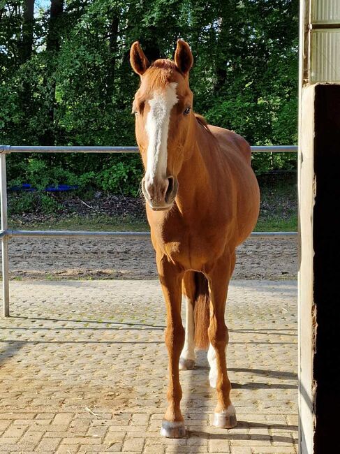 Pino - spanischer Freizeitwallach sucht neue Abenteuer, Pferdevermittlung Leus (Pferdevermittlung Leus ), Horses For Sale, Neustadt