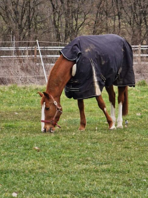 Pino - spanischer Freizeitwallach sucht neue Abenteuer, Pferdevermittlung Leus (Pferdevermittlung Leus ), Horses For Sale, Neustadt, Image 3