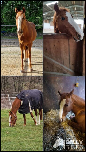 Pino - spanischer Freizeitwallach sucht neue Abenteuer, Pferdevermittlung Leus (Pferdevermittlung Leus ), Horses For Sale, Neustadt, Image 5