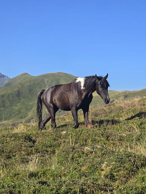 Pintabian Wallach, Cornelia, Horses For Sale, Zell am See