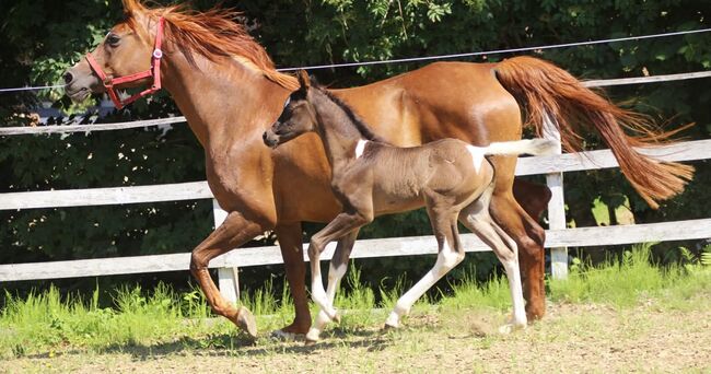 Pintabian Hengstfohlen, CWH Lindenhof , Horses For Sale, Keutschach, Image 3
