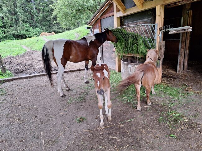 Pinto Araber Stute, Michael Macheiner, Horses For Sale, 8822 Mühlen, Image 15