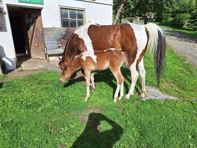 Pinto Araber Stute, Michael Macheiner, Horses For Sale, 8822 Mühlen