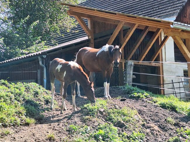 Pinto Araber Stute, Michael Macheiner, Horses For Sale, 8822 Mühlen, Image 4