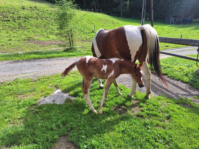 Pinto Araber Stute, Michael Macheiner, Horses For Sale, 8822 Mühlen, Image 11