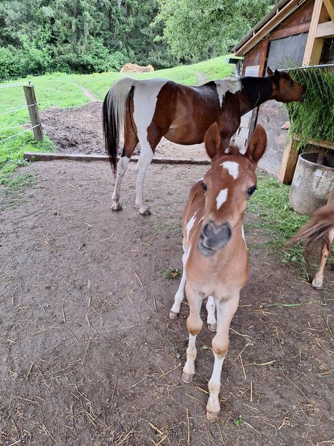 Pinto Araber Stute, Michael Macheiner, Horses For Sale, 8822 Mühlen, Image 15