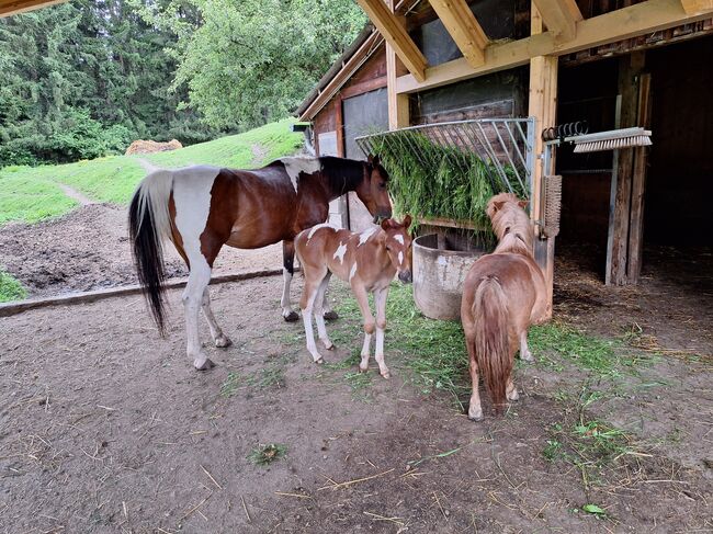 Pinto Araber Stute, Michael Macheiner, Horses For Sale, 8822 Mühlen, Image 6