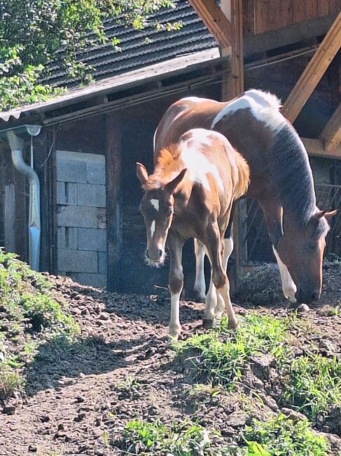 Pinto Araber Stute, Michael Macheiner, Horses For Sale, 8822 Mühlen, Image 12