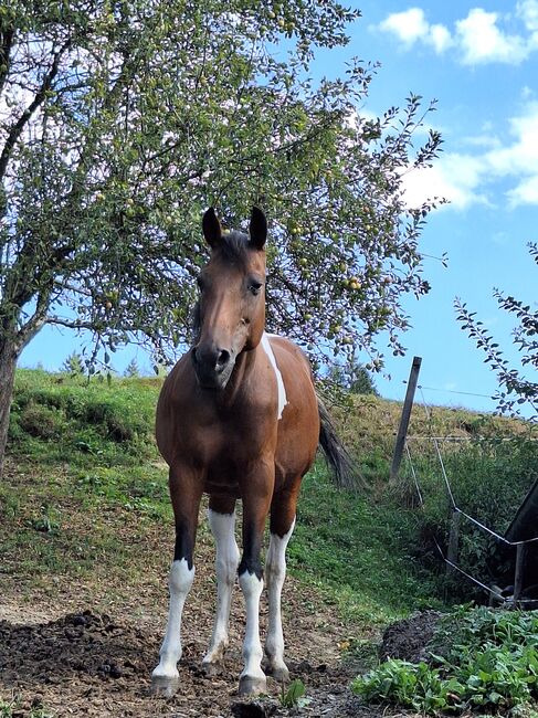 Pinto Araber Stute, Michael Macheiner, Horses For Sale, 8822 Mühlen, Image 13