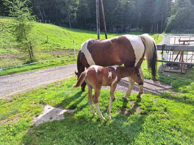 Pinto Araber Stute, Michael Macheiner, Horses For Sale, 8822 Mühlen, Image 11