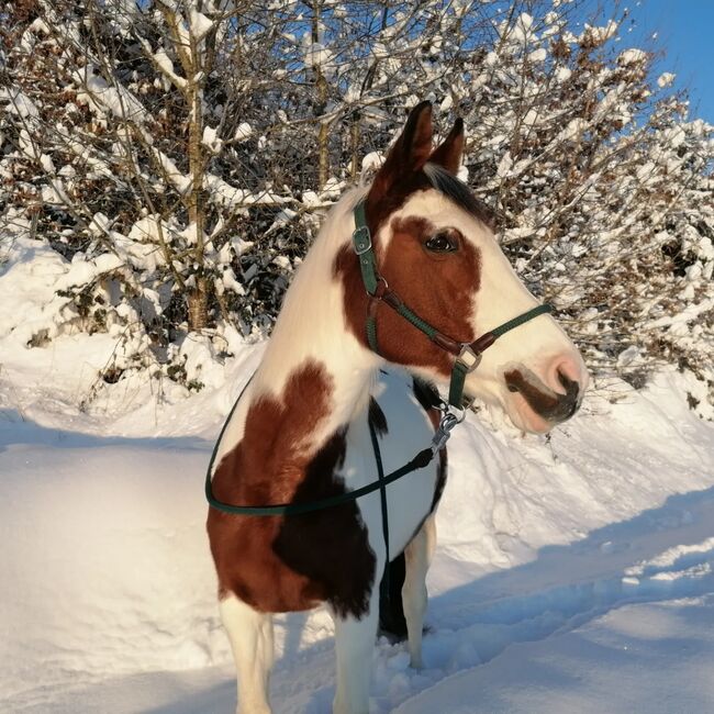 Pinto Araber Stute, Lea Wurm , Horses For Sale, Moosthenning