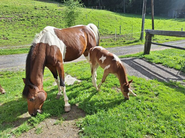 Pinto Araber Stute, Michael Macheiner, Horses For Sale, 8822 Mühlen, Image 14