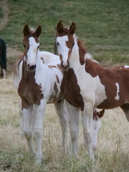 Pinto Hengstfohlen, Thomas Graßhoff, Horses For Sale, Nordrhein-Westfalen - Marienmünster, Image 2