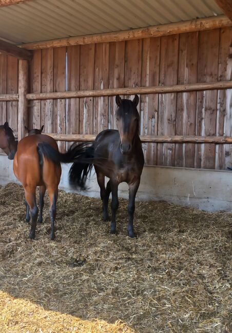 Pinto/Friesen Mix, Bianca Lenz , Horses For Sale, Loibes, Image 3