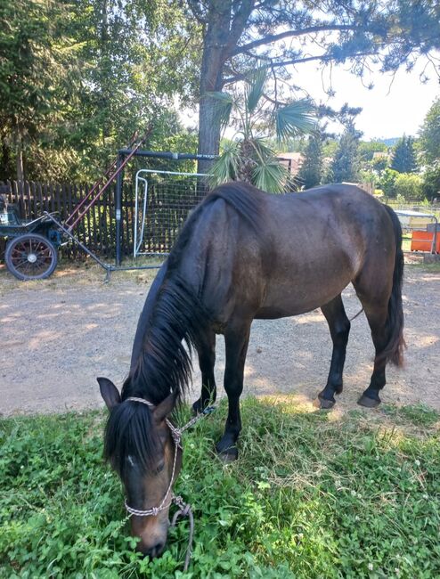 Pinto/Friesen Mix, Bianca Lenz , Horses For Sale, Loibes, Image 4