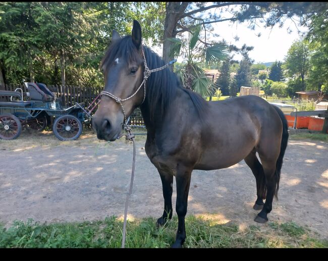 Pinto/Friesen Mix, Bianca Lenz , Horses For Sale, Loibes