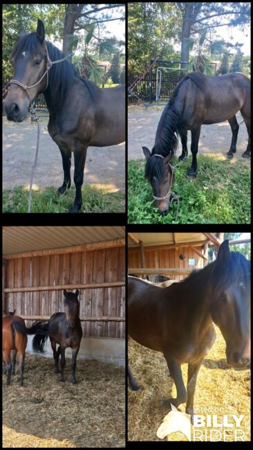 Pinto/Friesen Mix, Bianca Lenz , Horses For Sale, Loibes, Image 5
