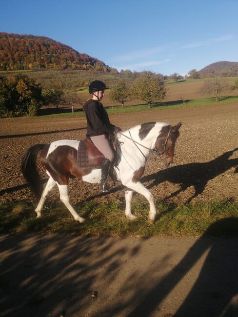 Pinto Schecke Wallach zu verkaufen, Natalie Hitzer, Horses For Sale, Neidlingen