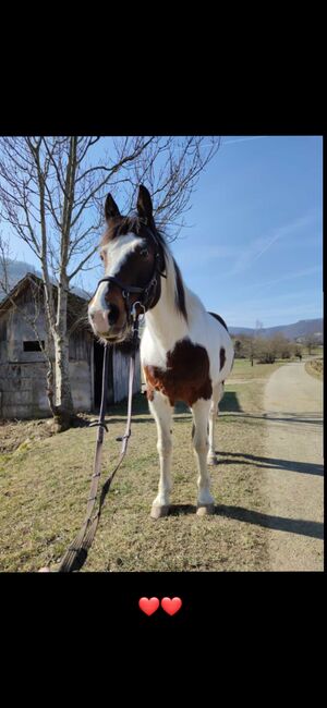 Pinto Schecke Wallach zu verkaufen, Natalie Hitzer, Horses For Sale, Neidlingen, Image 2