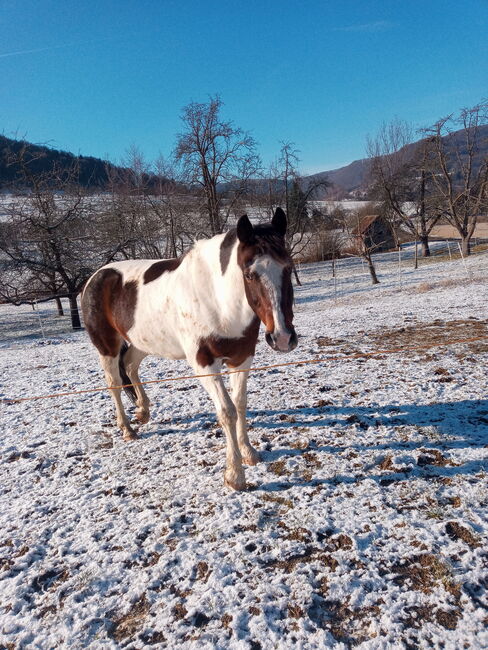 Pinto Schecke Wallach zu verkaufen, Natalie Hitzer, Horses For Sale, Neidlingen, Image 4