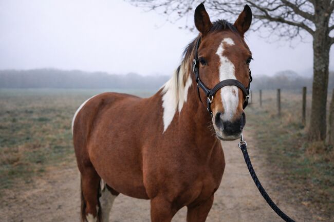 Pinto-Wallach, Julia , Horses For Sale, Putzing