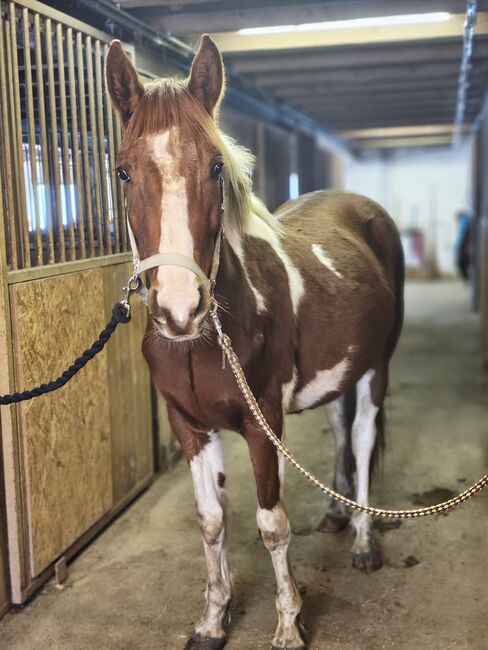 Pinto Hengst, Nadine Stieger, Horses For Sale, haiming