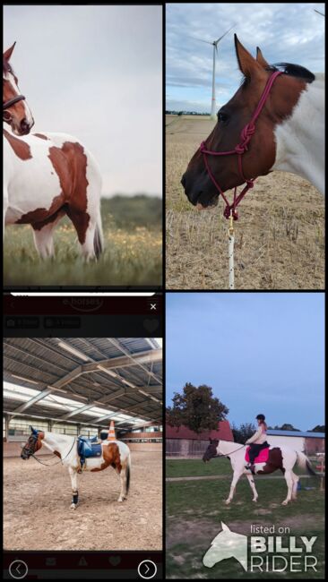 Pinto Hunter Stute, Nadine , Horses For Sale, Bad Wünnenberg, Image 5