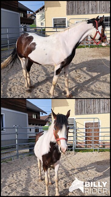 Pintostute, Luinetta, Horses For Sale, Moosdorf , Image 3