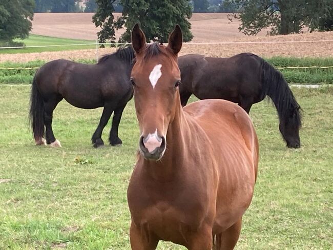 Pinto Stute - toller Allrounder - sucht neues Zuhause, Andrea Klein, Horses For Sale, Marienmünster, Image 5