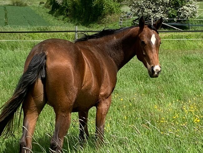 Pinto Stute - toller Allrounder - sucht neues Zuhause, Andrea Klein, Horses For Sale, Marienmünster, Image 6