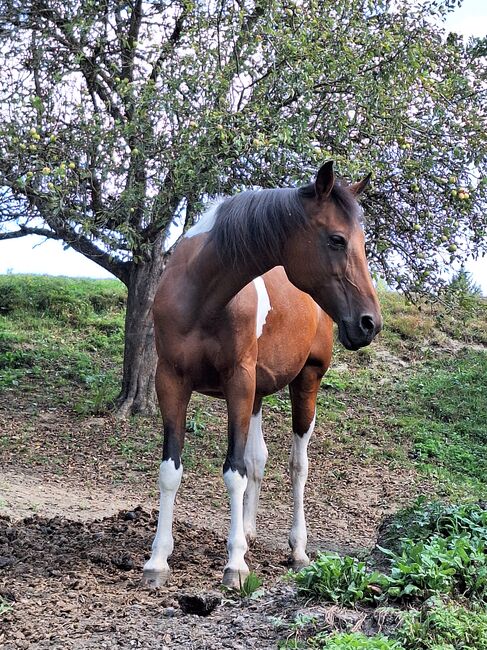 Pintostute, Michael Macheiner, Horses For Sale, 8822 Mühlen