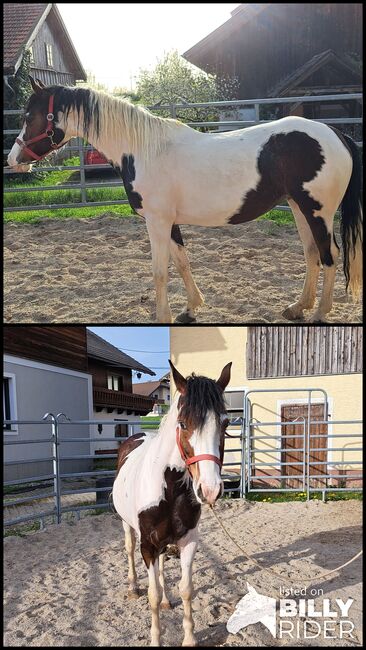 Pintostute, Gerlinde Webersberger , Horses For Sale, Moosdorf , Image 3