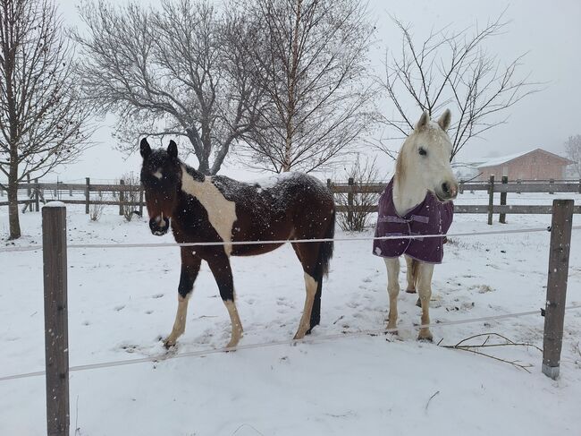 Pinto Absetzer Stutfohlen, Lukas S., Horses For Sale, Paternion, Aifersdorf