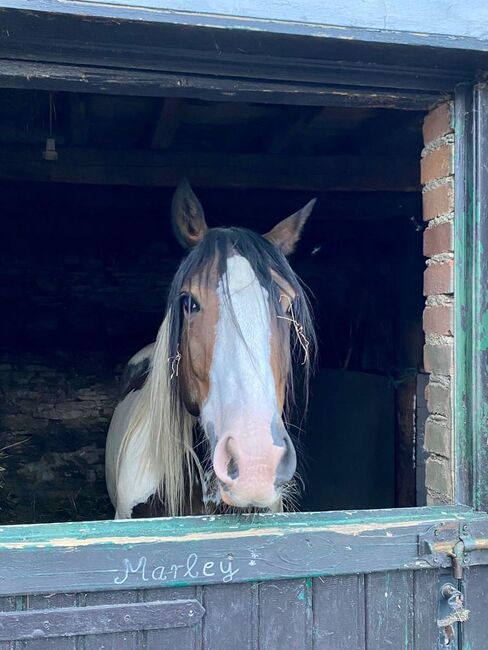 Schecke mit Hindernissen, Simone, Horses For Sale, Simmerath