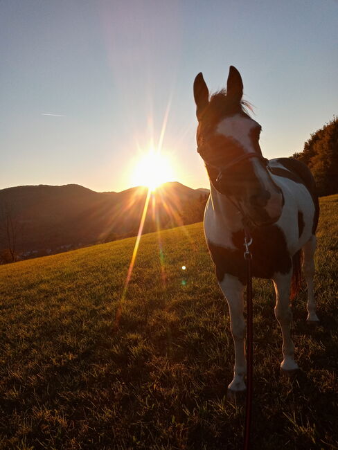 Pinto Schecke Wallach zu verkaufen, Natalie Hitzer, Horses For Sale, Neidlingen, Image 3