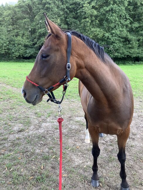 Pinto Stute - toller Allrounder - sucht neues Zuhause, Andrea Klein, Horses For Sale, Marienmünster, Image 3