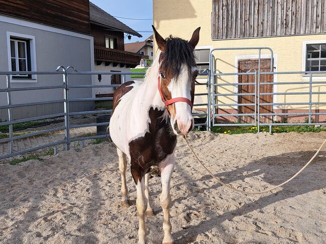 Pintostute, Gerlinde Webersberger , Horses For Sale, Moosdorf , Image 2