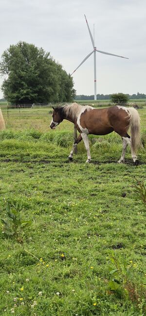 Pinto-Stuten 3 Jährig, Anja Drillings-Cremer , Pferd kaufen, Sönnebüll