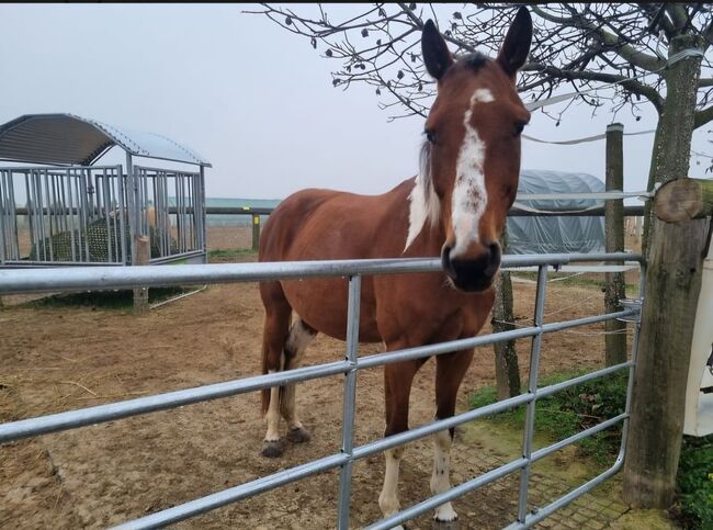 Pinto-Wallach, Julia , Horses For Sale, Putzing