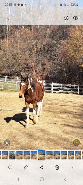 PintoWallach, Brigitte Grabner , Horses For Sale, Vorau, Image 2