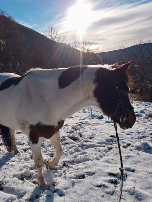 Pinto Schecke Wallach zu verkaufen, Natalie Hitzer, Horses For Sale, Neidlingen, Image 3