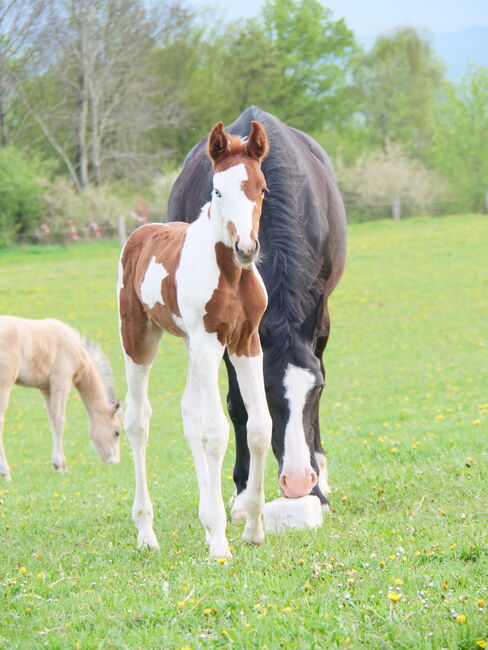 Pinto Hengstfohlen, Thomas Graßhoff, Horses For Sale, Nordrhein-Westfalen - Marienmünster, Image 4