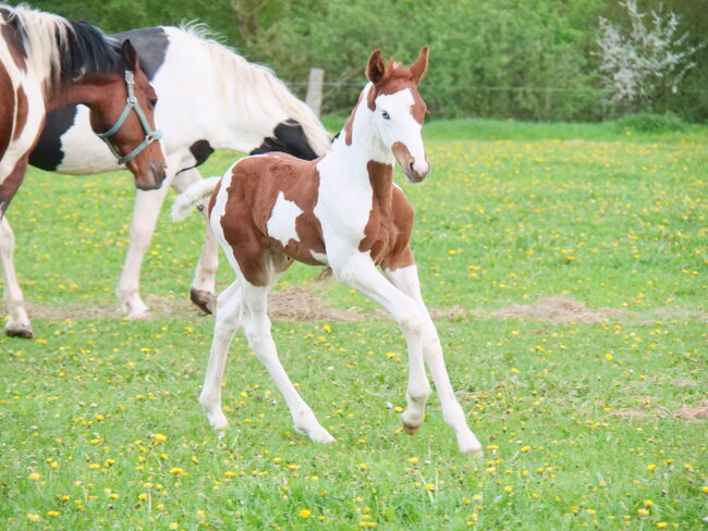 Pinto Hengstfohlen, Thomas Graßhoff, Horses For Sale, Nordrhein-Westfalen - Marienmünster