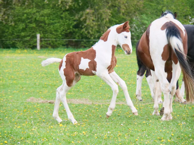 Pinto Hengstfohlen, Thomas Graßhoff, Horses For Sale, Nordrhein-Westfalen - Marienmünster, Image 5