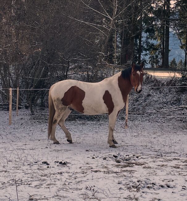 Pinto-Warmblut Mix Wallach, Michelle Flaumitsch, Horses For Sale, Matschiedl 