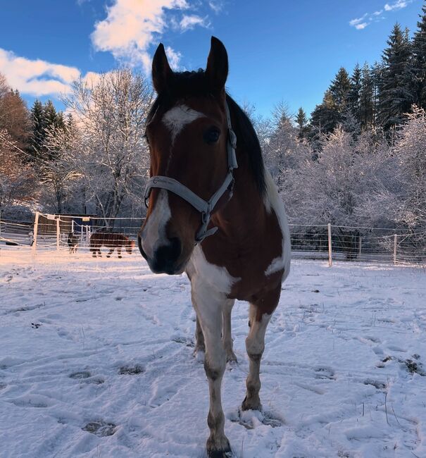 Pinto-Warmblut Mix Wallach, Michelle Flaumitsch, Horses For Sale, Matschiedl , Image 4