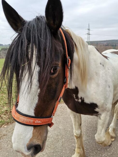 Schecke mit Hindernissen, Simone, Konie na sprzedaż, Simmerath, Image 2