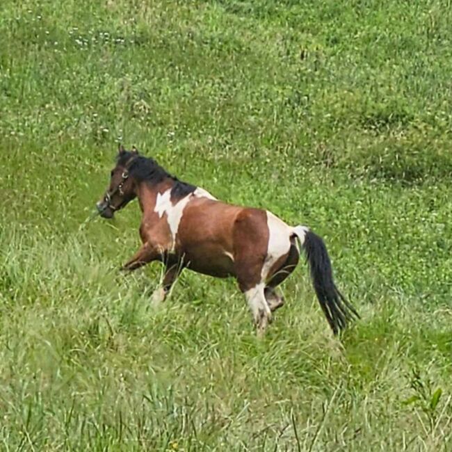 PintoAngloKabardiner, Rike, Horses For Sale, Pürgschachen, Image 9