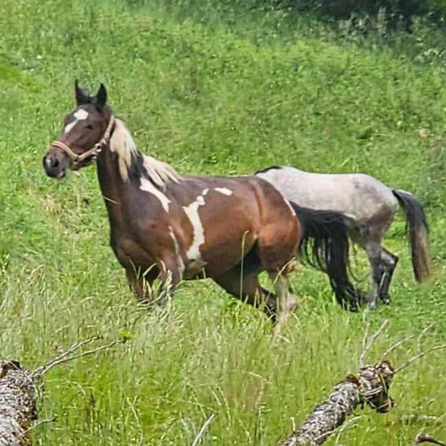PintoAngloKabardiner, Rike, Horses For Sale, Pürgschachen, Image 7